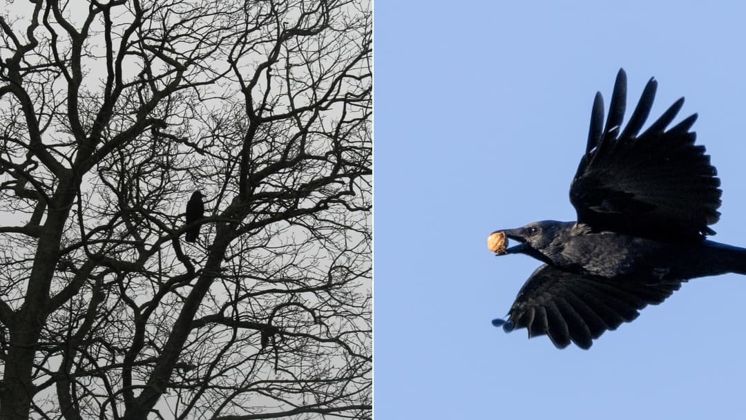 Why Crows Remember People Who Treat Them Badly