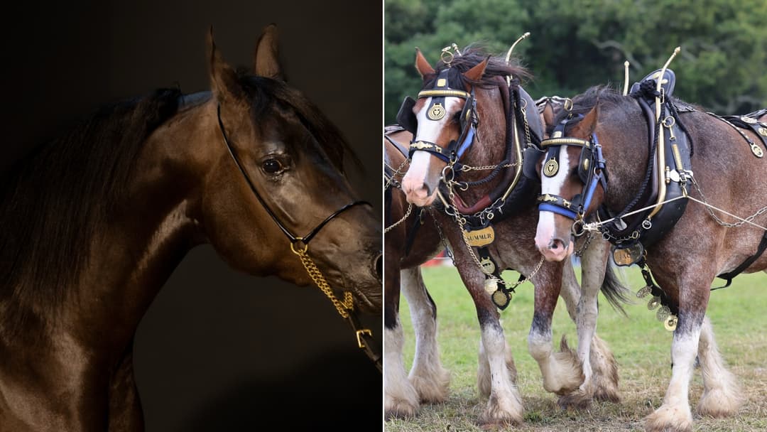 The Most Beautiful Horse Breeds In The World