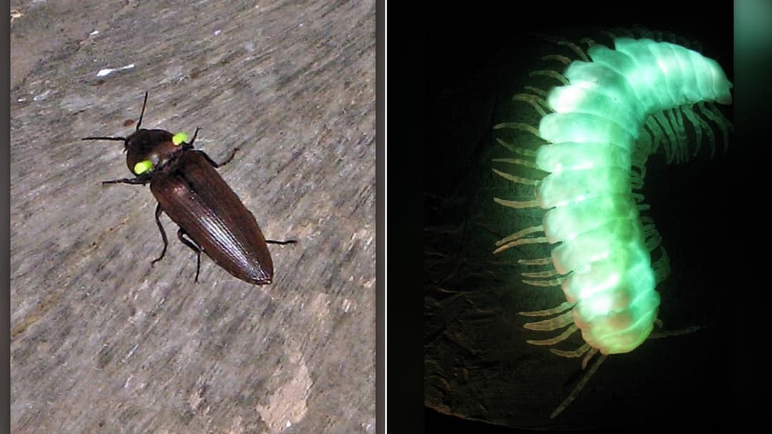 Amazing Animals That Have Their Own Light, Ranked