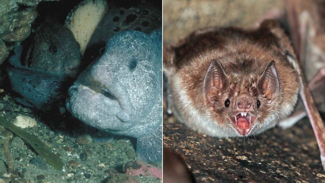 Halloween Animals With Surprisingly Spooky Looks