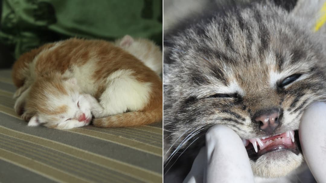 How To Take Care Of Rescued Kittens After Being Found All Alone