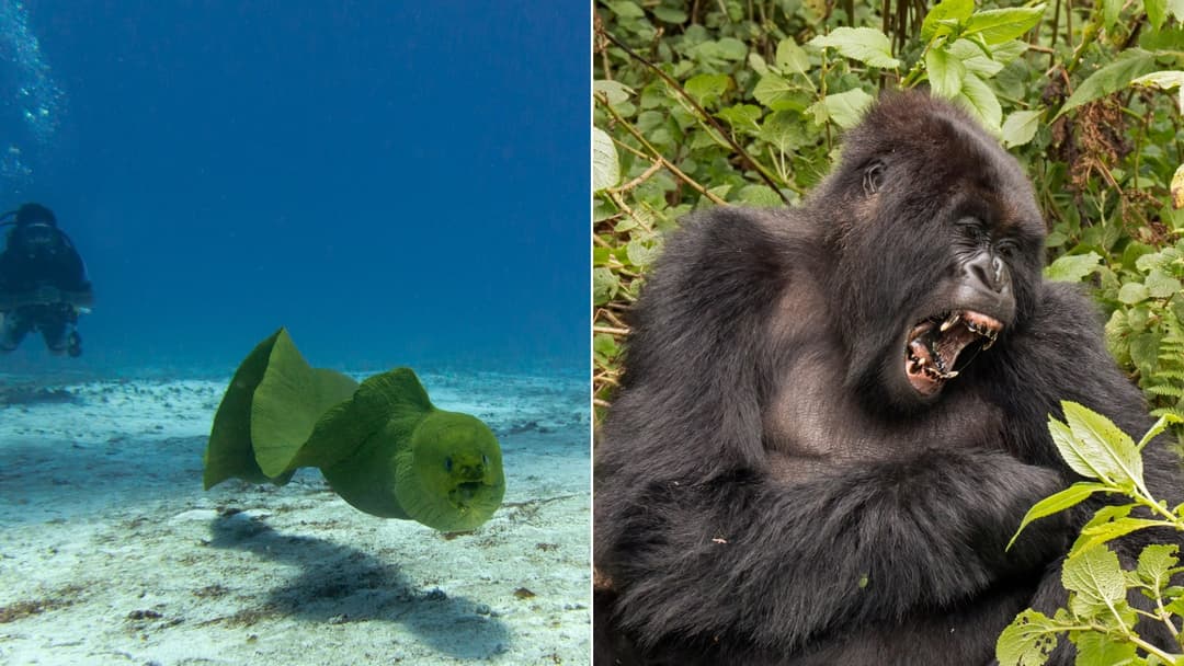 30 Real Animals That Inspired Famous Monster Legends