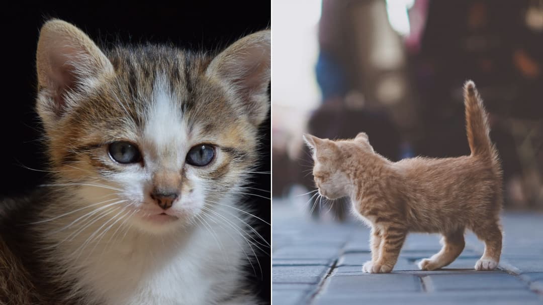 How Mother Cats Care for Their Kittens in the First Weeks