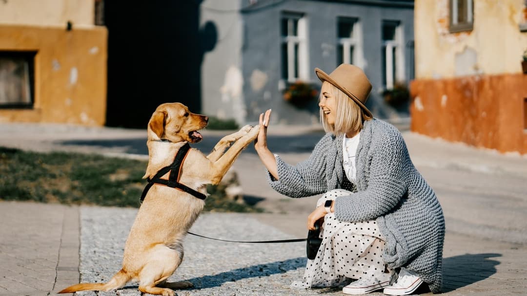 15 Signs Dogs are Genuinely Happy and Trust their owner