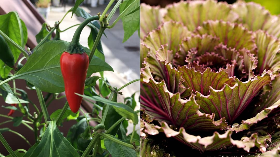 The World's Most Unbelievable Giant Vegetables