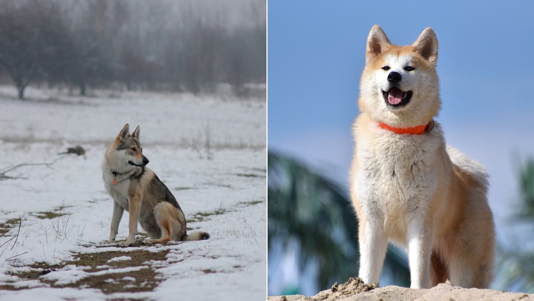 Dog Breeds That Are Genetically Closest to Wolves
