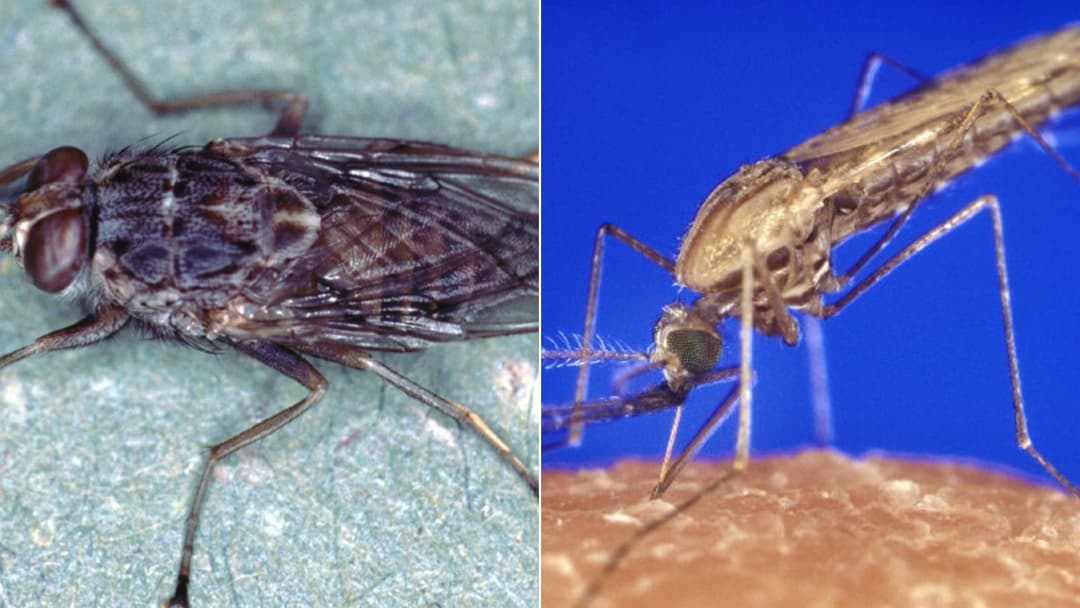 The 15 Most Dangerous Insects in the World, Ranked
