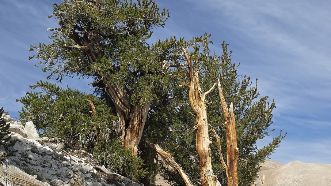 The 15 Oldest Trees on Earth, Ranked