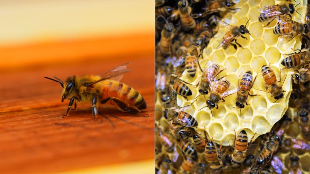 How Bees Organize Their Busy Daily Lives