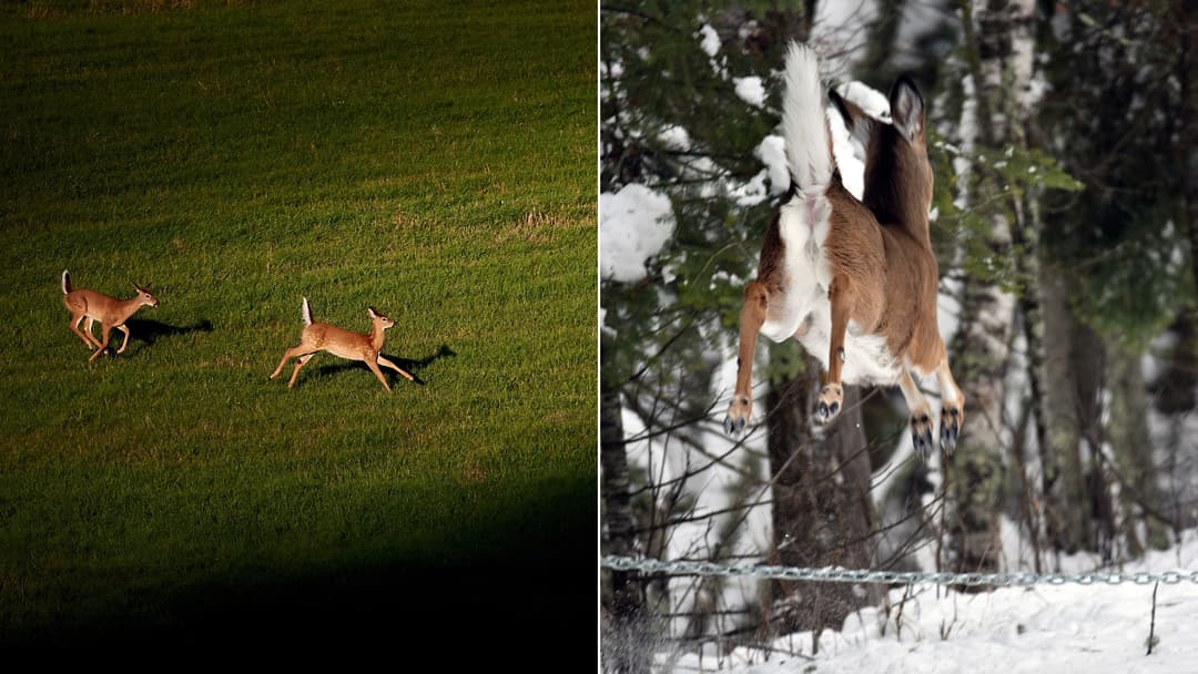 Why Deer Freeze Suddenly When They Notice Something