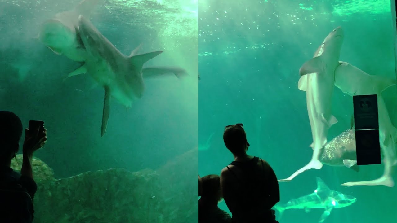 Shark vs Shark - Shark Attack Another Shark in Aquarium, Madrid || WooGlobe