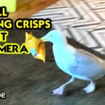 Seagull Stealing Crisps Caught on Camera || WooGlobe Funnies || WooGlobe