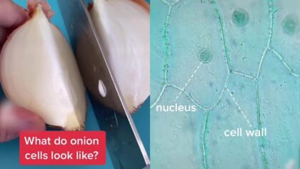 Shocking-Reveal-What-Onion-Cells-REALLY-Look-Like-Close-Up.jpg
