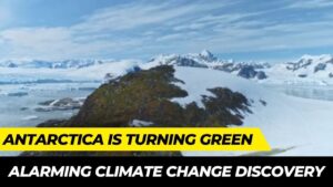 Antarcticas-Shocking-Transformation-Green-at-an-Alarming-Rate-Most.jpg