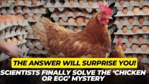 Scientists-Finally-Solve-the-‘Chicken-or-Egg-Mystery—And-the-Answer.jpg